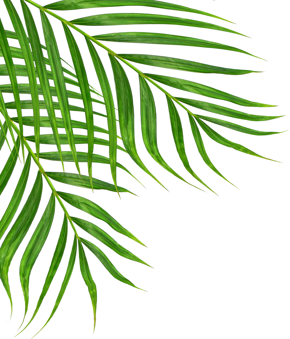 Green Leaves of Palm Tree Isolated on White Background